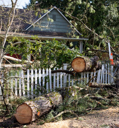 Hazardous Tree img 380x407