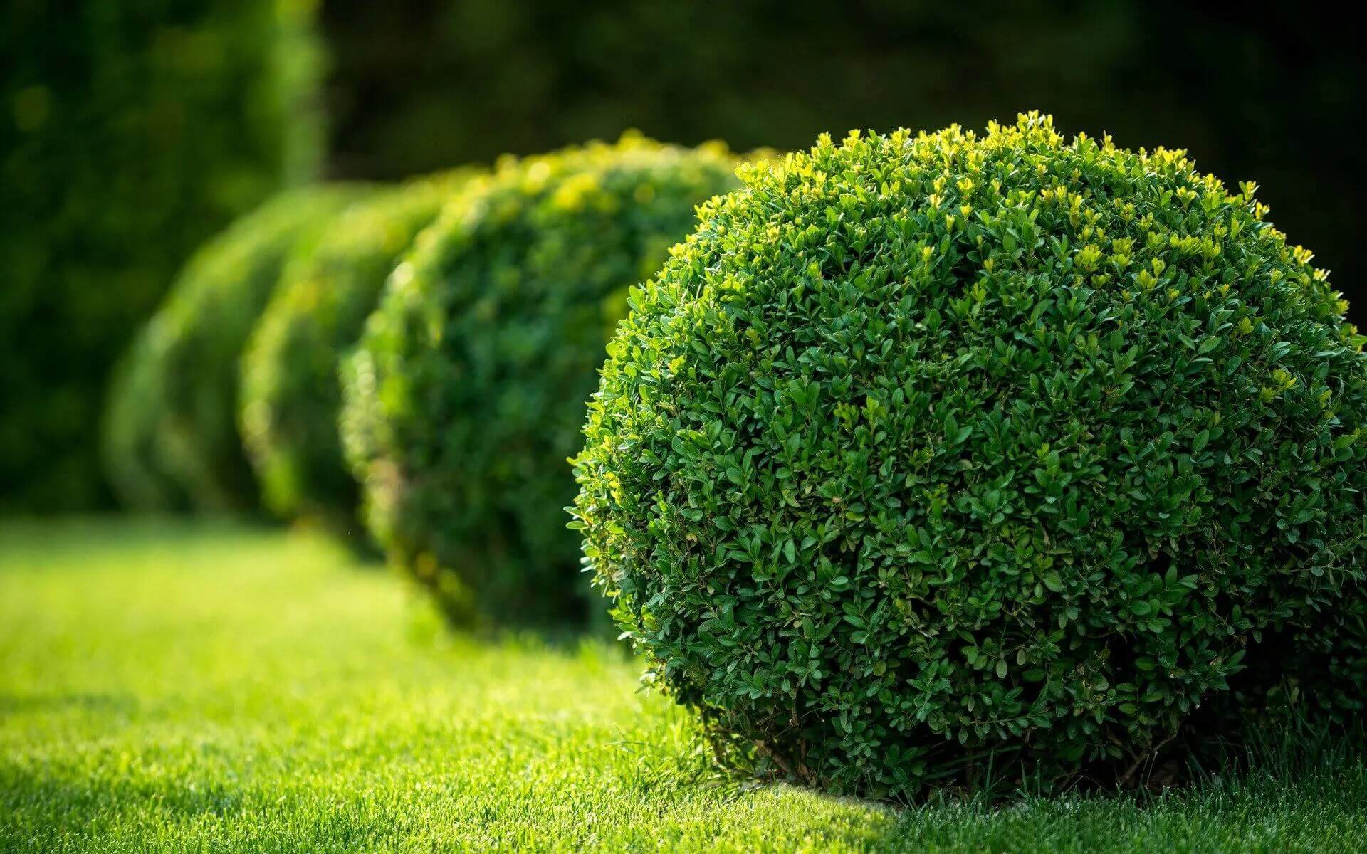 Shrub Care img 1920x1200