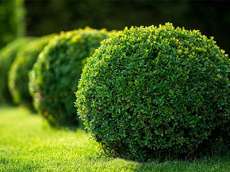 Shrub Care img 475x356