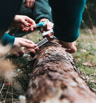 Tree Disease and Insect Control img